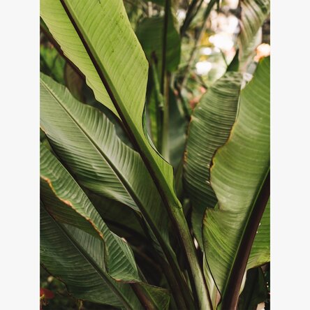 Green leaves poster