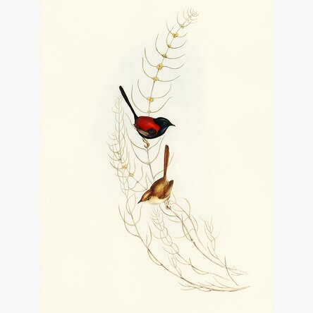 Colourful birds on a branch poster