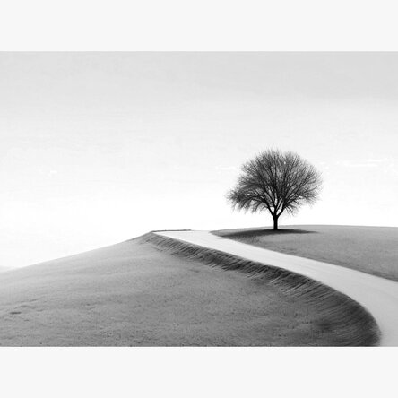 Landscape poster - The Lonely Tree