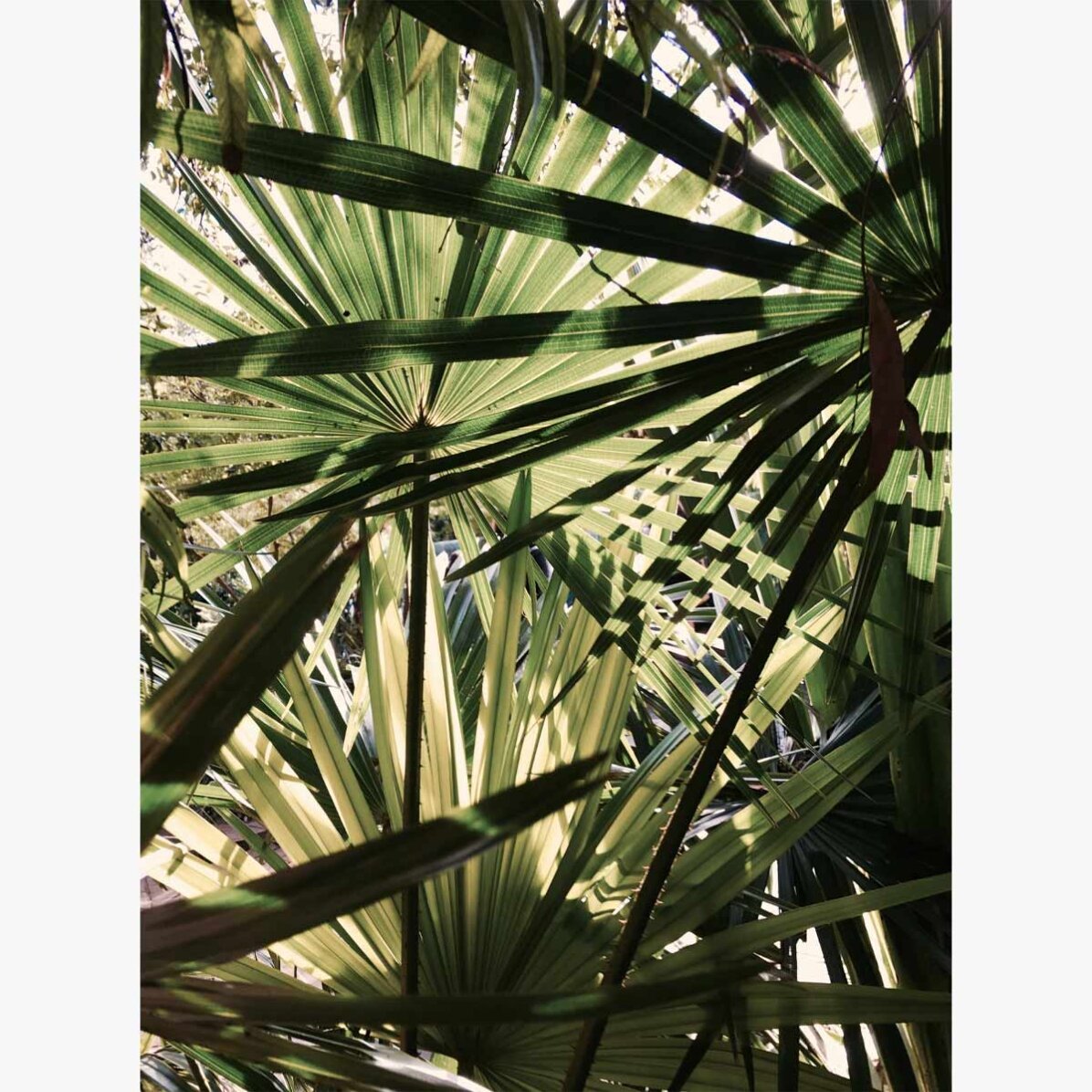 Poster mit Palme