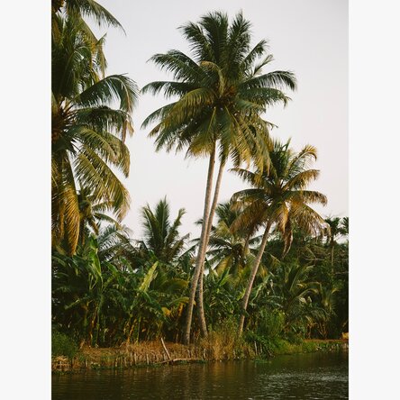 Palm Trees Poster