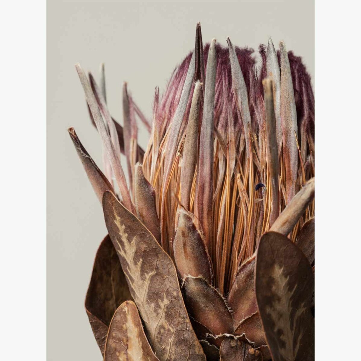 Poster mit rosa Protea