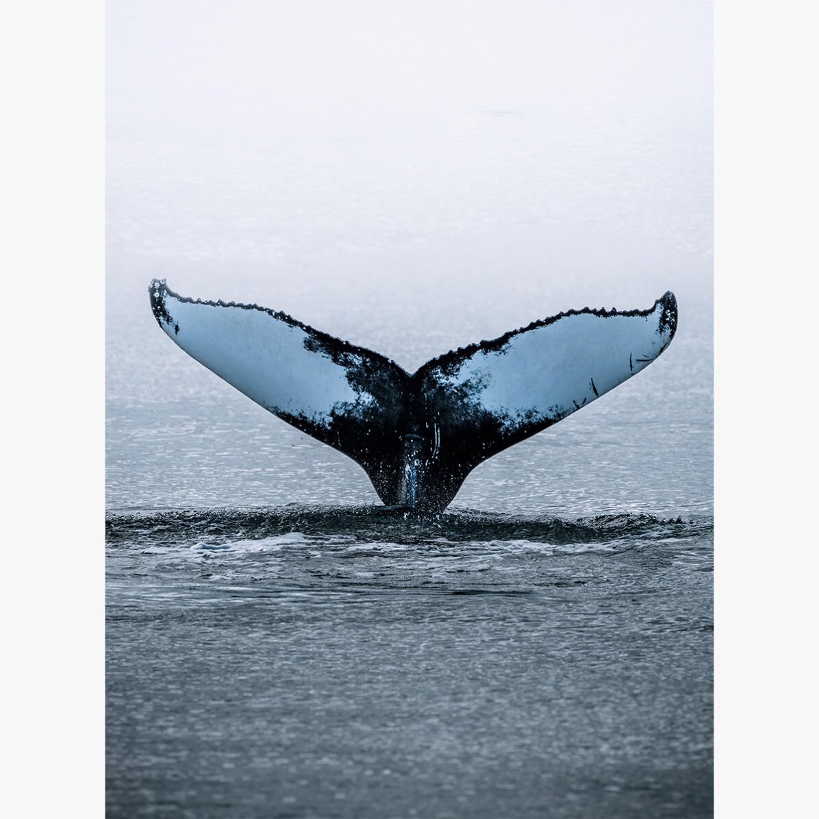 Whale Tail Poster