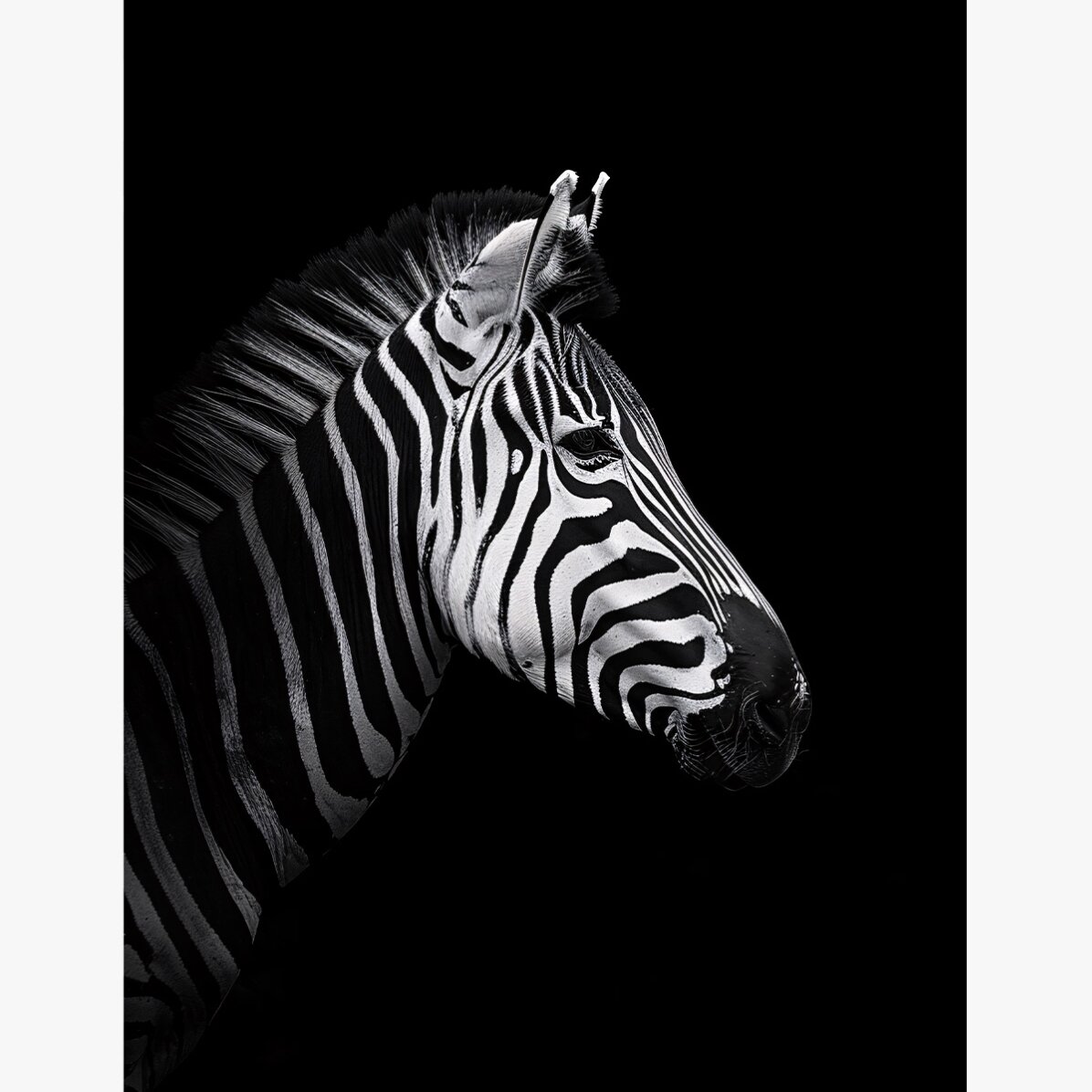 Zebra-Poster