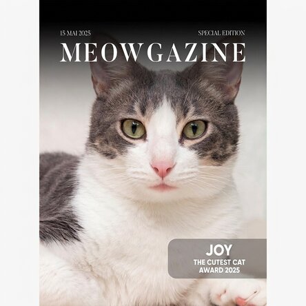 Individuell gestaltetes Poster mit Foto und Text – Meowgazine