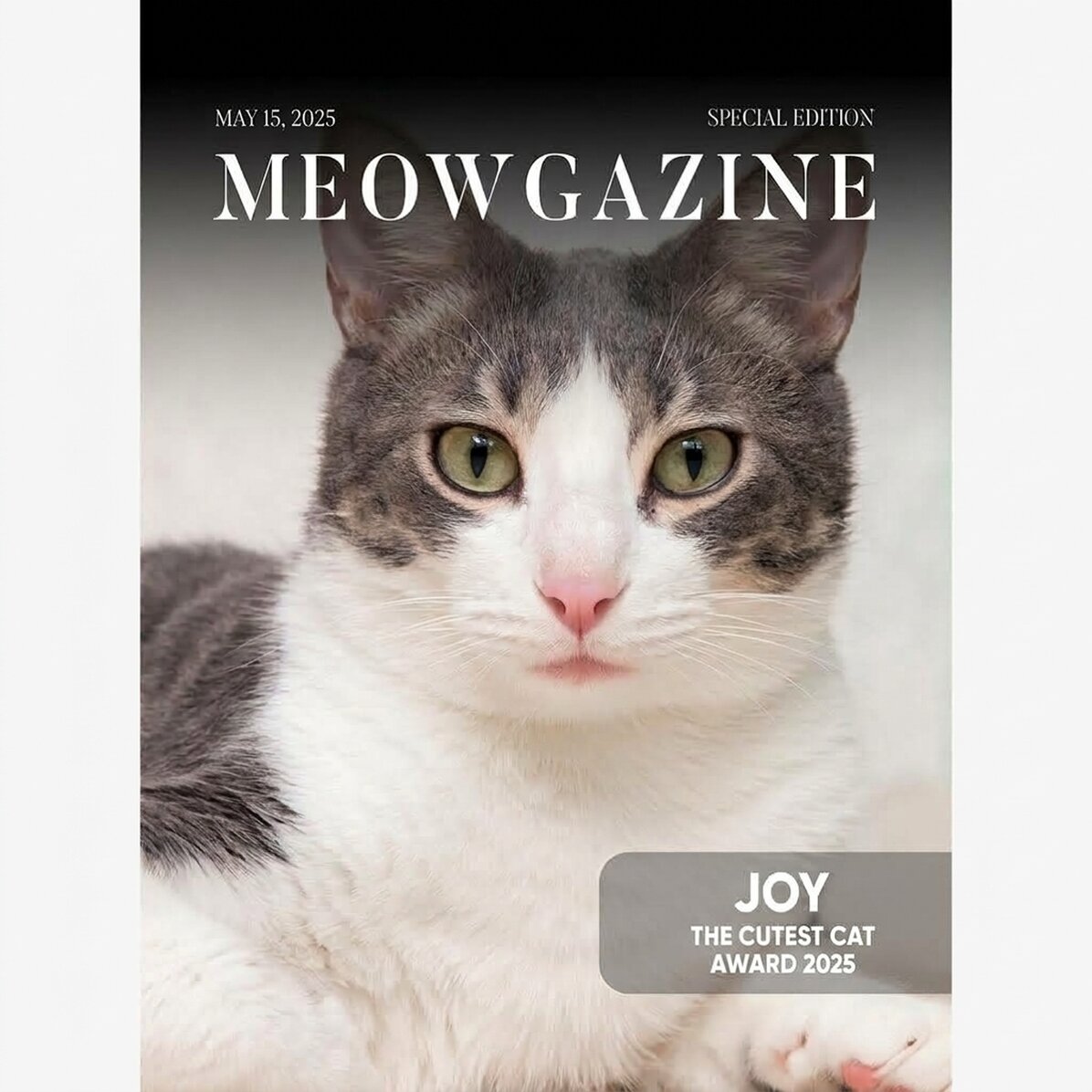 Individuell gestaltetes Poster mit Foto und Text – Meowgazine
